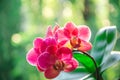 Blooming background pink orchid flowers on sunny greenery bokeh background Royalty Free Stock Photo