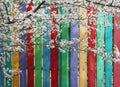 Blooming on the background of a rainbow fence