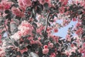Blooming Background Vivid Pink Sakura Flowers With Black And White Foliage Against Blue Sky