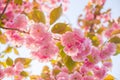 Blooming background vivid pink sakura flowers