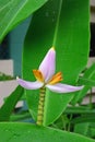 Blooming young banana flower as decorative plants in residential community area