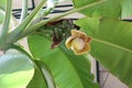 Blooming banana-tree Royalty Free Stock Photo