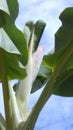 Blooming Banana Tree Mauritius Royalty Free Stock Photo