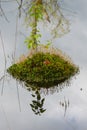 Haircap moss forming a small island in water