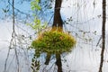 Haircap moss forming a small island in water