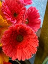 Blooming Barbertown Daisy has a reddish pink color