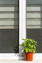 A blooming basil plant pot on a window Royalty Free Stock Photo