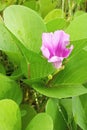 Blooming beach flower