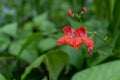 Blooming beans in the garden, red flowers Royalty Free Stock Photo