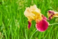Blooming Bearded Iris with purple and yellow petals and wilting flower with green background