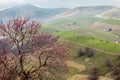 Blooming beautiful Apricot Valley