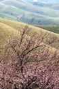 Blooming beautiful Apricot Valley