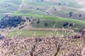 Blooming beautiful Apricot Valley