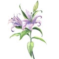 Blooming beautiful blue or purple lily flower isolated, watercolor illustration Royalty Free Stock Photo