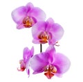 Blooming beautiful branch of lilac orchid is isolated on white Royalty Free Stock Photo