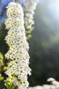 Blooming beautiful branch of spiraea cinerea in vertical position, best for design projects. A branch of white spiraea