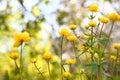 Blooming beautiful bright fragrant spherical yellow flower trollius europaeus