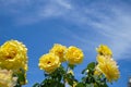 Blooming beautiful bunch of yellow roses flower with green leaves on shades of blue sky and white cloud background on sunshine day Royalty Free Stock Photo