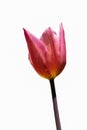 Blooming beautiful colorful isolated tulips flower in spring time Royalty Free Stock Photo