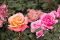 Blooming beautiful colorful roses in the garden