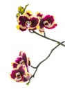 Blooming beautiful deep purple with yellow bandlet orchid flower Royalty Free Stock Photo