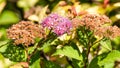 Blooming beautiful flowers, close-up shot Royalty Free Stock Photo