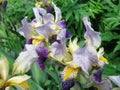 Blooming beautiful garden plant flower iris with lilac petals Royalty Free Stock Photo