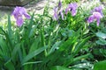 Blooming beautiful garden plant flower iris with lilac petals Royalty Free Stock Photo