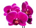 Blooming beautiful lilac orchid with bandlet is isolated on whit Royalty Free Stock Photo