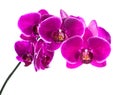 Blooming beautiful lilac orchid with bandlet is isolated Royalty Free Stock Photo