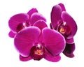 Blooming beautiful lilac orchid with bandlet is isolated Royalty Free Stock Photo