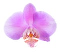 Blooming beautiful lilac orchid is isolated Royalty Free Stock Photo