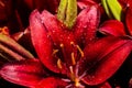 Blooming beautiful lily flowers bud in view