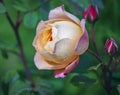 Blooming beautiful orange-pink rose floribunda in dew drops Royalty Free Stock Photo