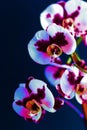 Blooming beautiful orchid, phalaenopsis on a black background. Close-up of a flower of yellow-pink hues with a splash. Royalty Free Stock Photo