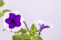 Blooming beautiful petunia flower on a white background close-up Royalty Free Stock Photo