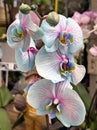 Blooming phalaenopsis orchid in a greenhouse, orchid painted in an unnatural color