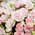 Blooming beautiful pink flower for decoration