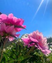 Blooming beautiful pink large peonies in the garden, vertical photography on a bright sunny summer day Royalty Free Stock Photo