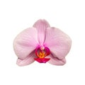 blooming beautiful pink orchid flower Royalty Free Stock Photo