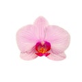 Blooming beautiful pink Orchid flower closeup isolated on white Royalty Free Stock Photo