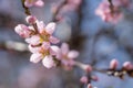 Blooming beautiful pink peach flowers on branches. April spring