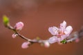 Blooming beautiful pink peach flowers on branches. April spring