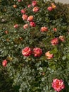 Blooming beautiful pink roses bush in the garden. Spring and flowering time. Royalty Free Stock Photo