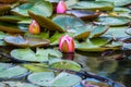 Blooming beautiful pink water lilies in the water of the old pond Royalty Free Stock Photo