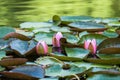 Blooming beautiful pink water lilies in the water of the old pond Royalty Free Stock Photo