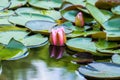 Blooming beautiful pink water lilies in the water of the old pond Royalty Free Stock Photo