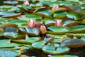 Blooming beautiful pink water lilies in the water of the old pond Royalty Free Stock Photo