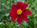 Blooming beautiful red dahlia flower on a summer background Royalty Free Stock Photo
