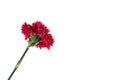 Blooming beautiful red flower isolated on white background.